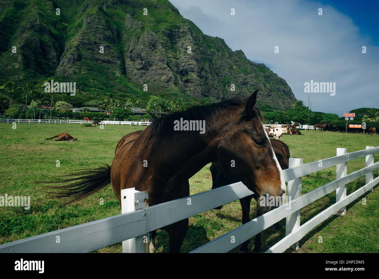 Horse ranch Kualoa Ranch Oahu Hawaii Stock Photo Alamy