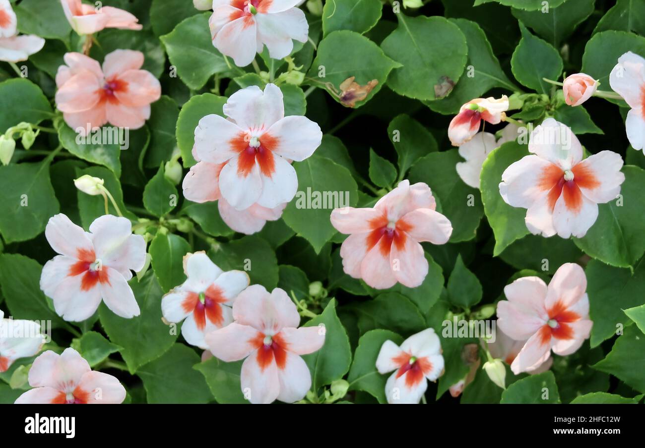 Patience plant hires stock photography and images Alamy