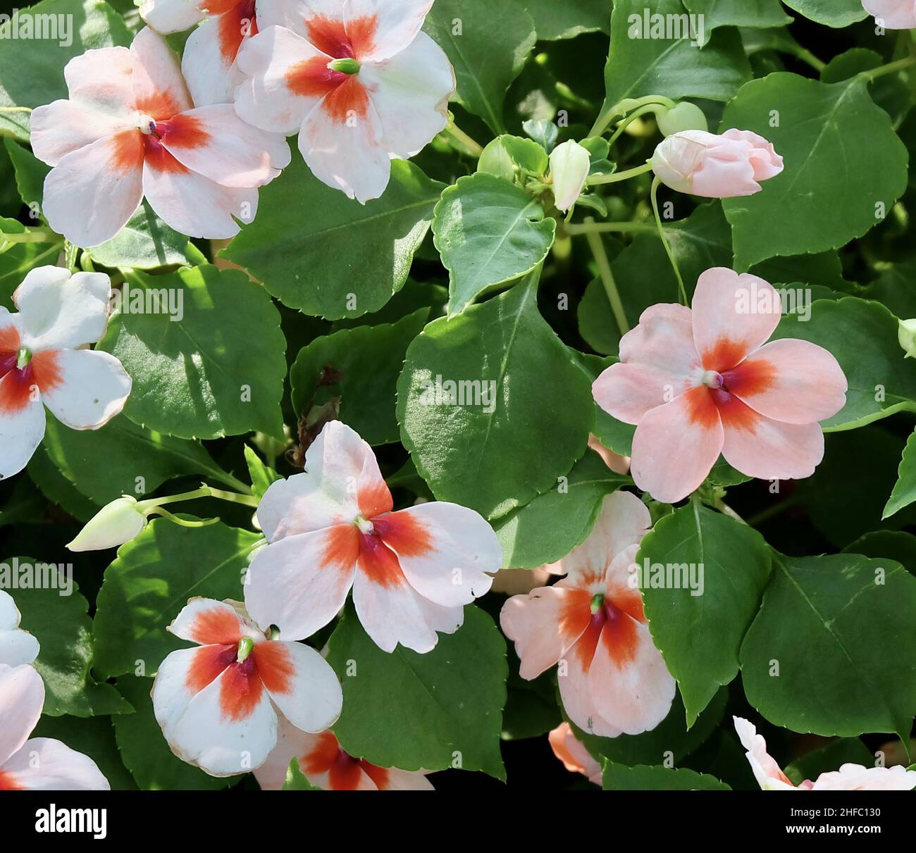 Beautiful Flower, Lovely Impatiens Walleriana, Patience Plant, Busy Lizzie, Balsam or Sultana Flowers Blooming in A Beautiful Garden. Stock Photo
