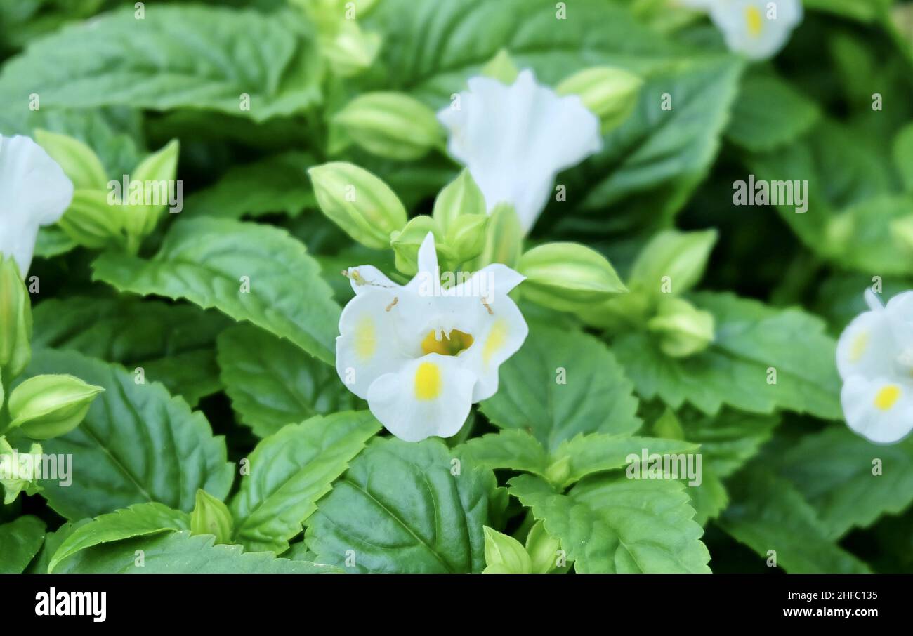 White Torenia, Bluewings or Wishbone flower Blooming in A Garden. Stock Photo