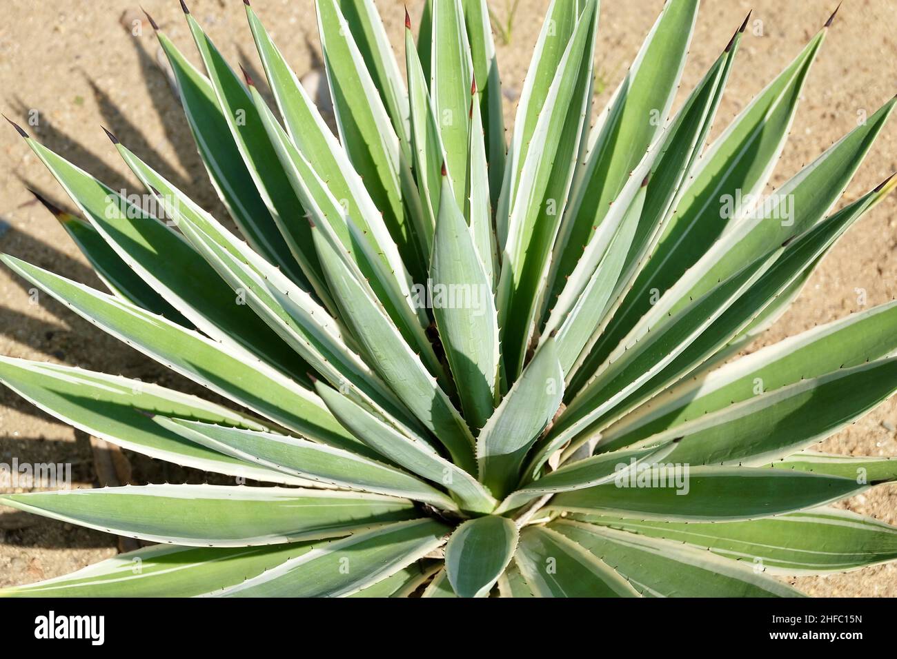 Garden and Plant, Agave Plants Decoration in The Beautiful Garden. A Succulent Plants with A Large Rosette of Thick and Fleshy Leaves with Sharp Thorn Stock Photo