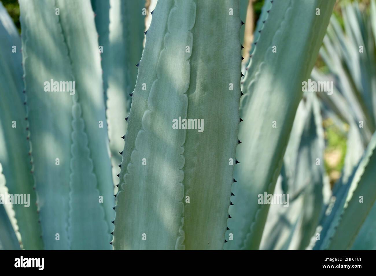 Garden and Plant, Agave Plants Decoration in The Beautiful Garden. A Succulent Plants with A Large Rosette of Thick and Fleshy Leaves with Sharp Thorn Stock Photo