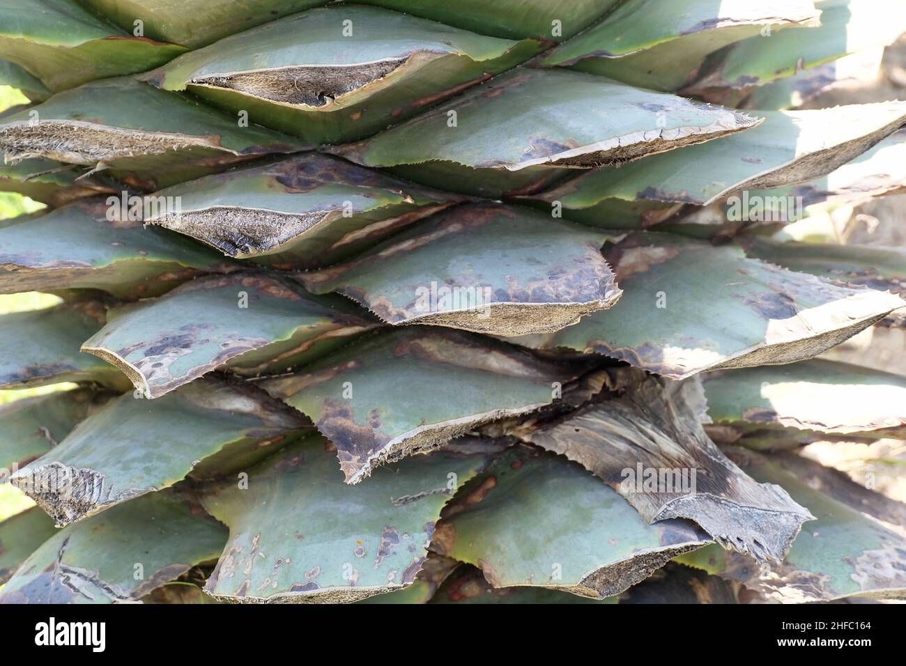 Garden and Plant, Closeup Pruning Agave Plants Decoration in The Beautiful Garden. A Succulent Plants with A Large Rosette of Thick and Fleshy Leaves Stock Photo