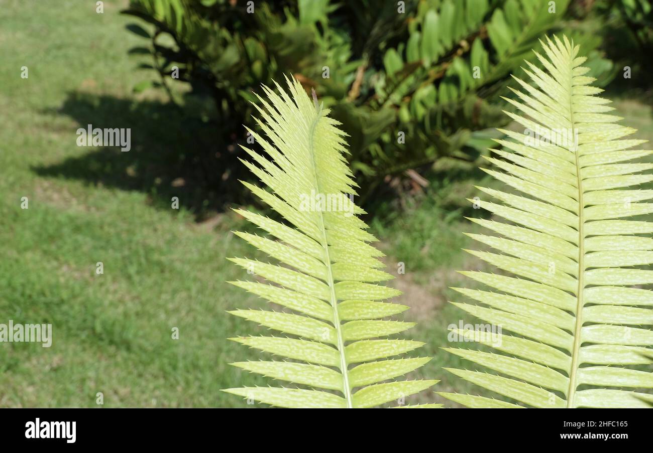 Garden and Plant, Dioon Edule Plants or Chestnut Dioon Palm Decoration in The Beautiful Garden. A Succulent Plants with Thick and Fleshy Leaves with S Stock Photo