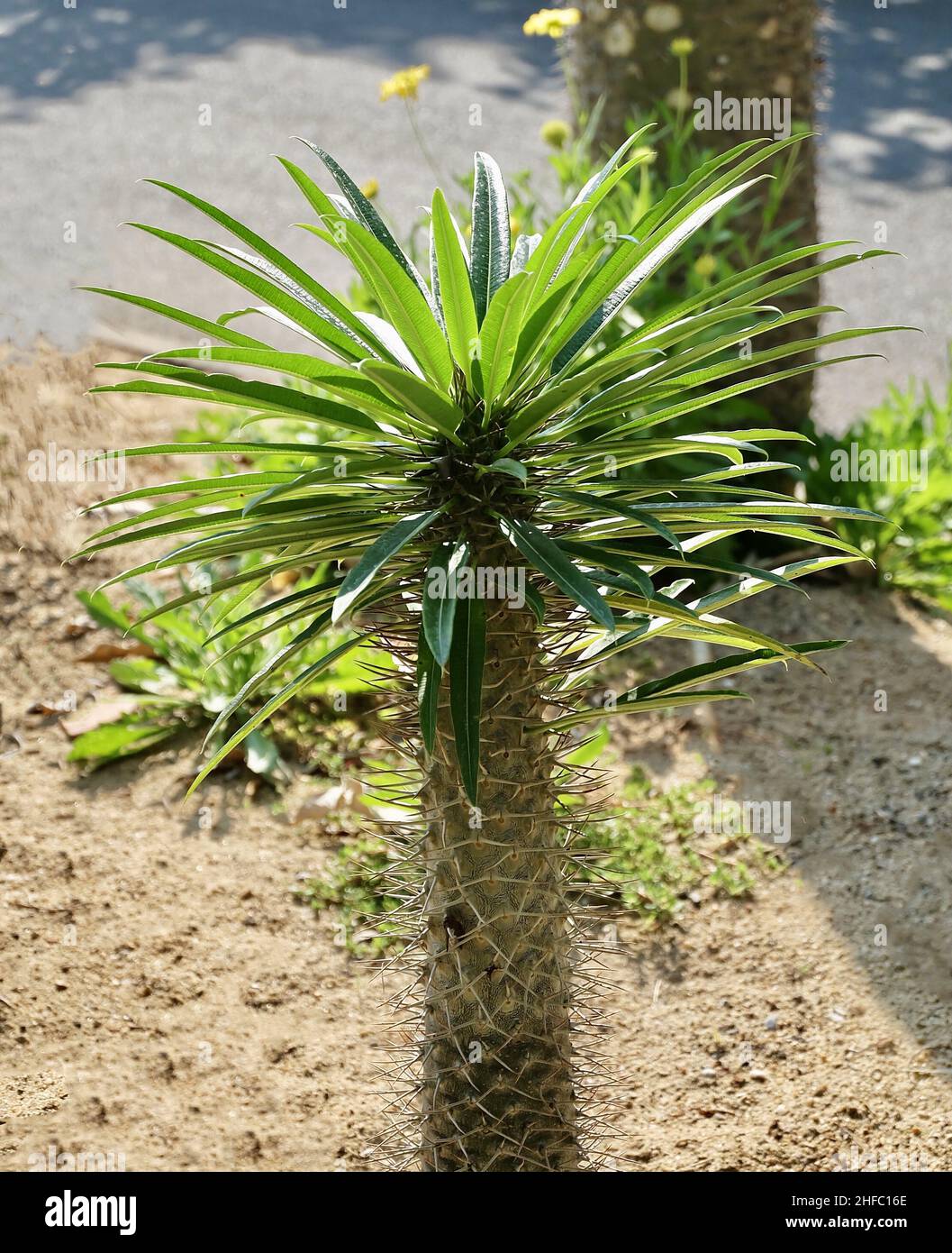 Garden and Plant, Pachypodium Lamerei Plants or Madagascar Palm Decoration in The Garden. A Succulent Plants with Sharp Thorns and Native to Madagasca Stock Photo