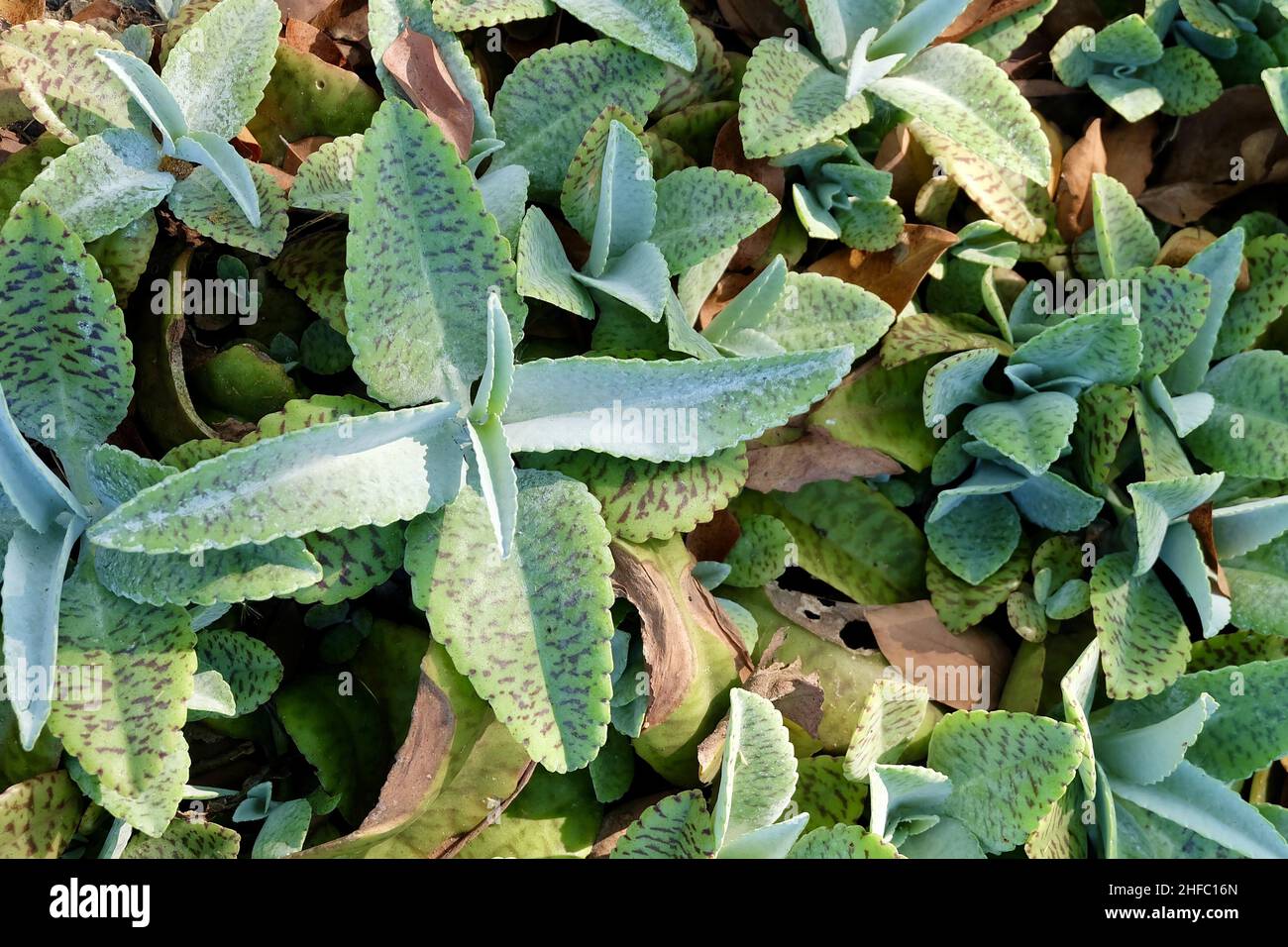 Beautiful Kalanchoe Humilis or Desert Surprise Succulent Plants for Garden Decoration. Stock Photo