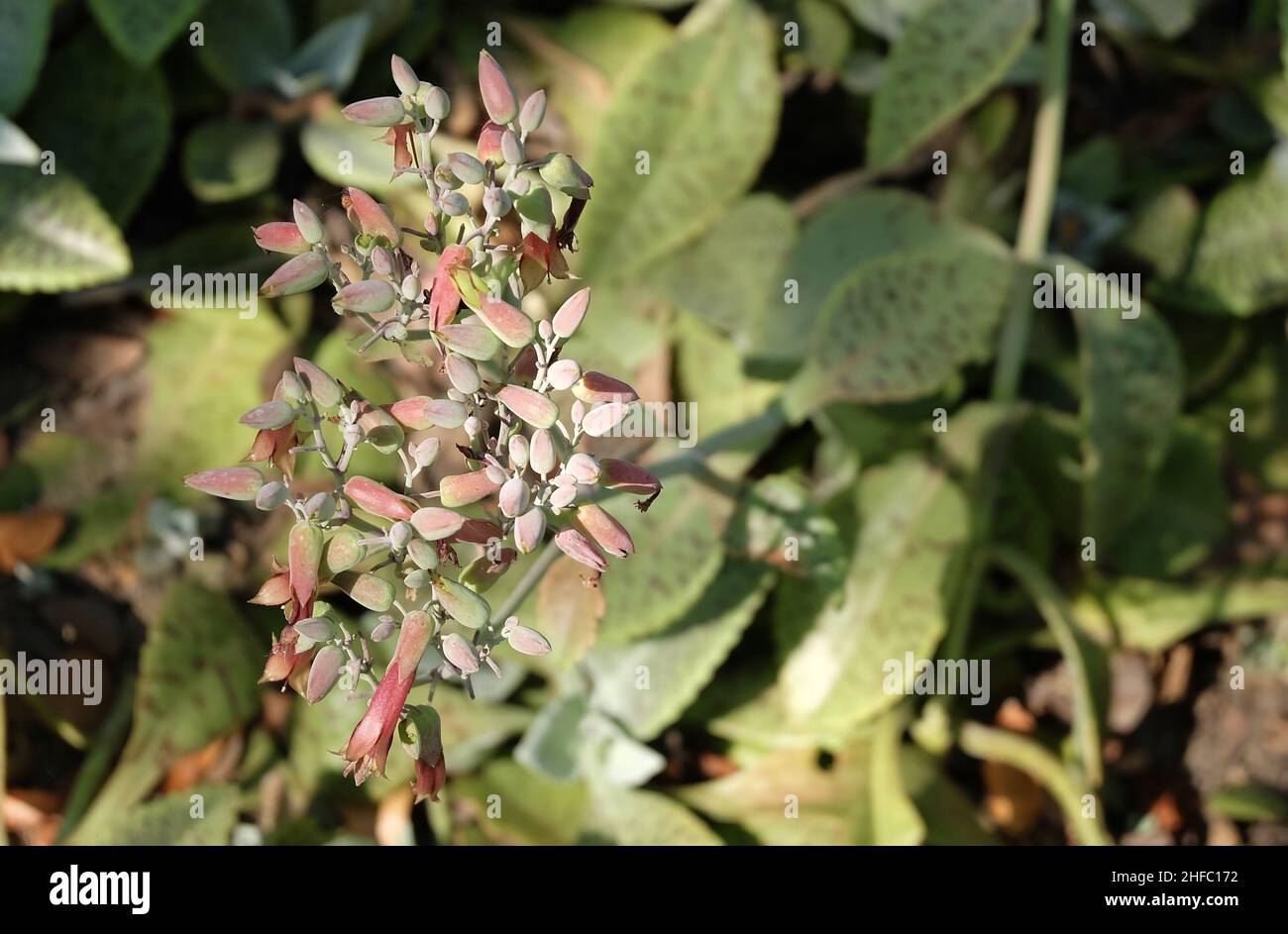 Kalanchoe Humilis or Desert Surprise Succulent Plant with Beautiful Flowers Blooming in A Garden. Stock Photo