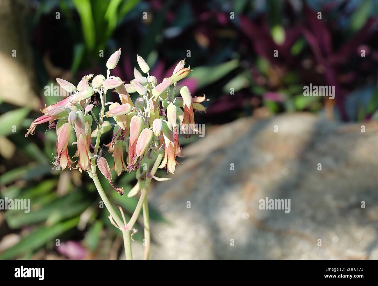 Kalanchoe Humilis or Desert Surprise Succulent Plant with Beautiful Flowers Blooming in A Garden. Stock Photo