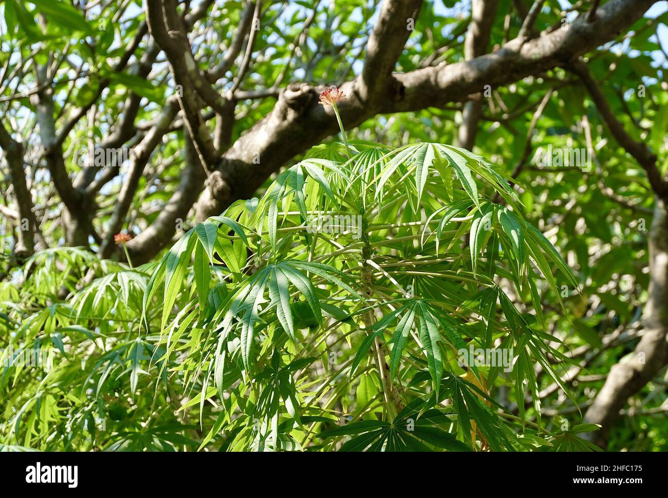 Exotic Fresh Green Jatropha Multifida, Coral Plant, Physic Nut or Coralbush with Group of Red Flowers on Tree. Stock Photo
