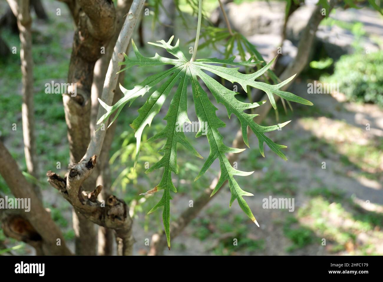 Exotic Fresh Green Jatropha Multifida, Coral Plant, Physic Nut or Coralbush Leaves on Tree. Stock Photo