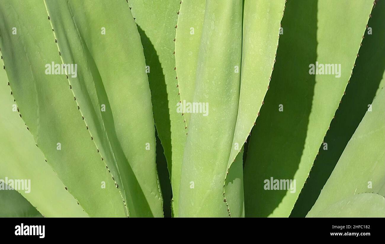 Garden and Plant, Close Up Agave Plants. A Succulent Plants with A Large Rosette of Thick and Fleshy Leaves with Sharp Thorns. Stock Photo