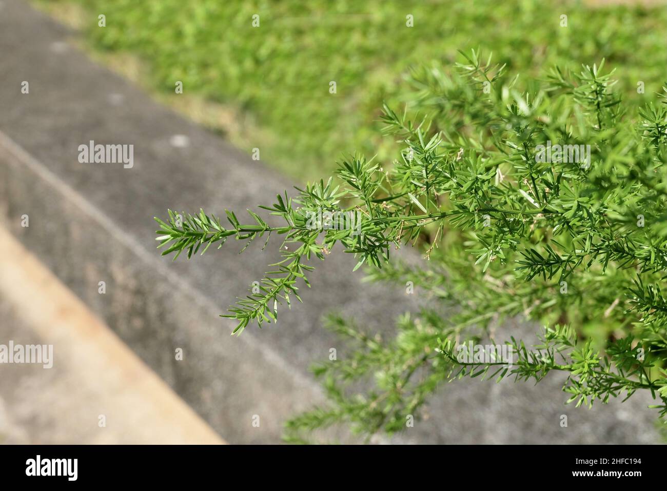 Ecological Concept, Green Foxtail Ferns Or Myers Asparagus Densiflorus Plants for Garden Decoration. Stock Photo