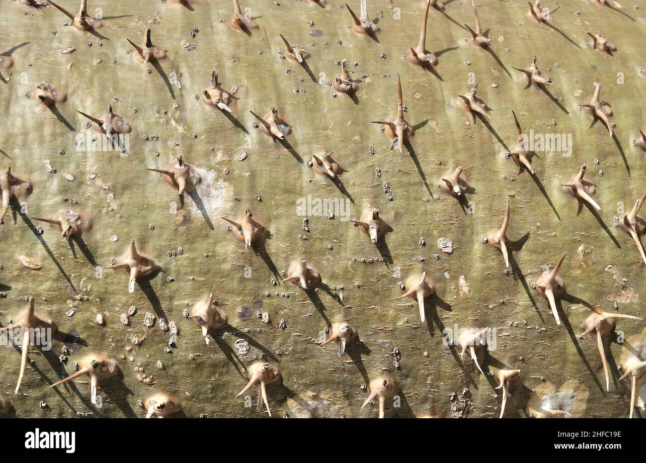 Garden and Plant, Close Up Pachypodium Lamerei Plants or Madagascar Palm with Thorn. A Succulent Plants with Sharp Thorns and Native to Madagascar and Stock Photo