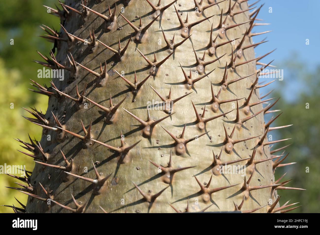 Garden and Plant, Close Up Pachypodium Lamerei Plants or Madagascar Palm with Thorn. A Succulent Plants with Sharp Thorns and Native to Madagascar and Stock Photo