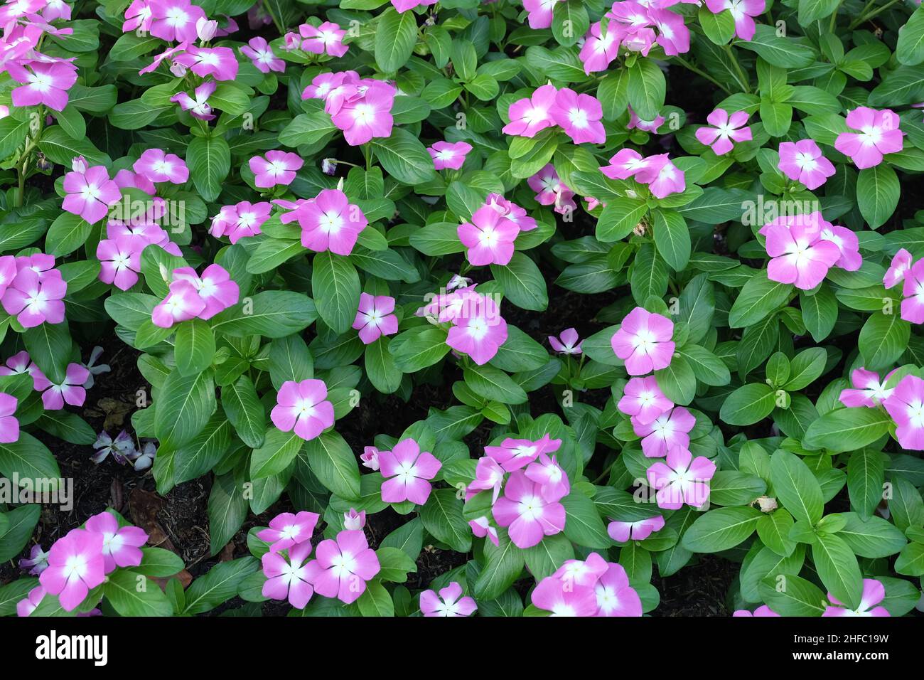 Image TERESITA ANG SEE image beautiful image beautiful image beautiful image beautiful image beautiful image beautiful image beautiful image beautiful - Flower and Plant, Beautiful Pink Catharanthus Roseus, Madagascar ...