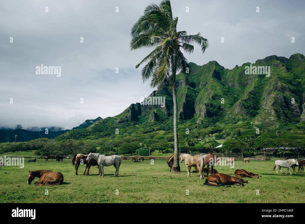 Horse ranch Kualoa Ranch Oahu Hawaii Stock Photo Alamy
