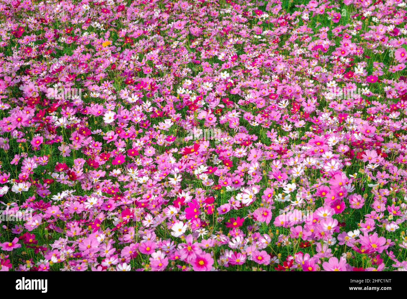 Beautiful cosmos flower garden hi-res stock photography and images - Alamy