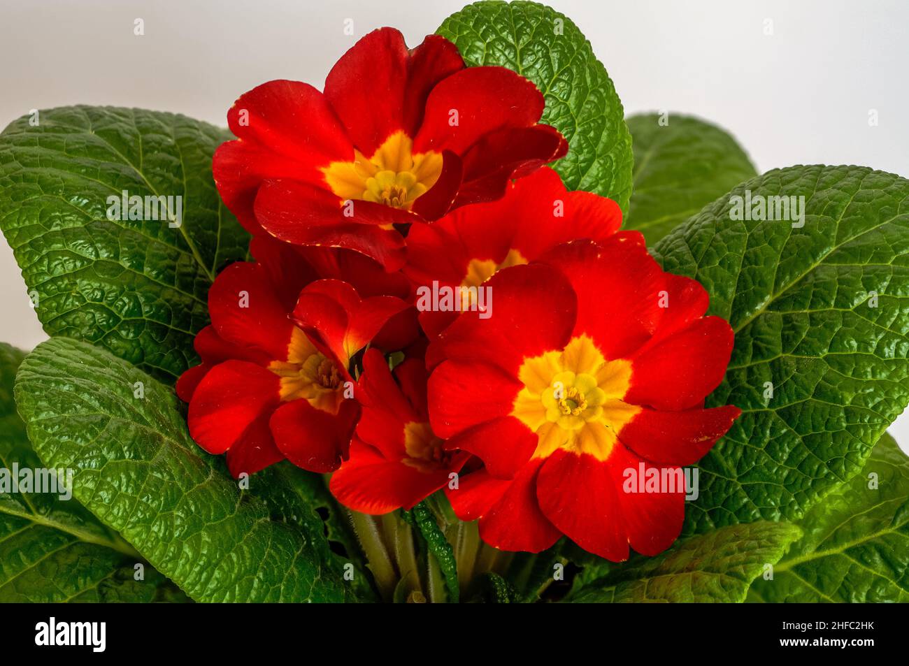primula, Polyanthus or Primrose, red-yellow flowers in full bloom, photographed at close range, macro, large-scale flowers, Primula vulgaris Stock Photo