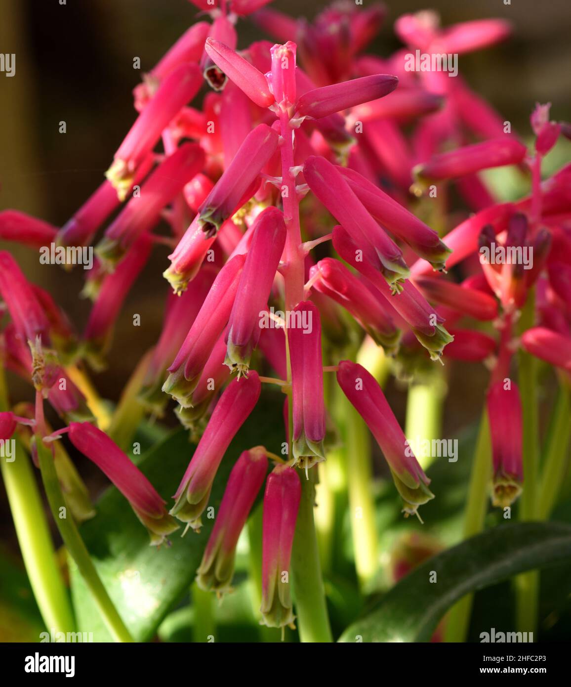 Cape Cowslip George in closeup. Stock Photo