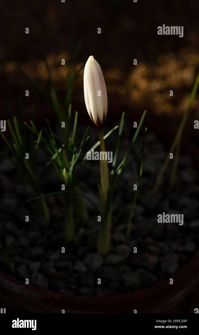 A sun-lit, unopened bud of Crocus Fleischeri. Stock Photo