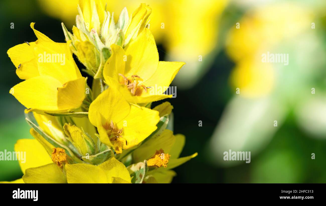 Yellow flowers of loosestrife macro photography. Yellow garden flowers close-up with copy space. Organic gardening concept. Stock Photo