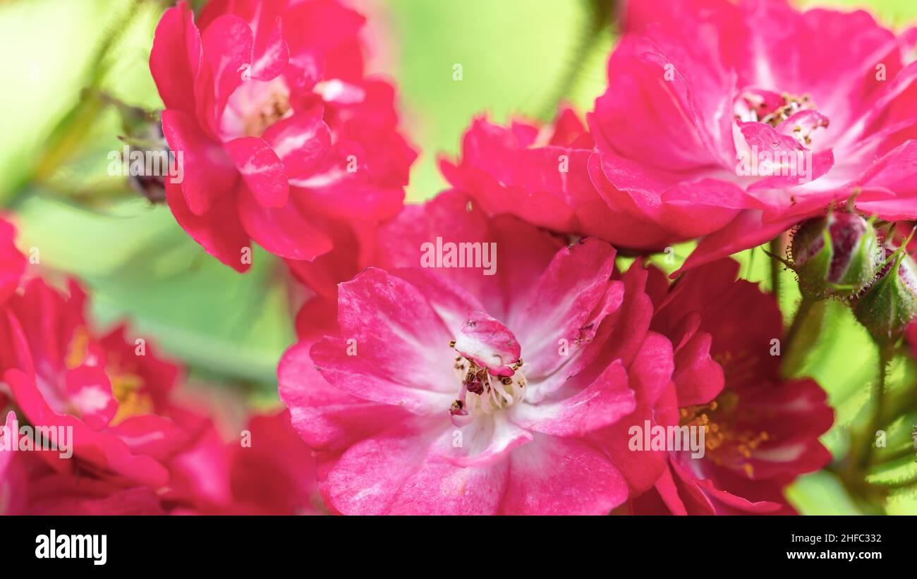 Spray roses hi-res stock photography and images - Alamy