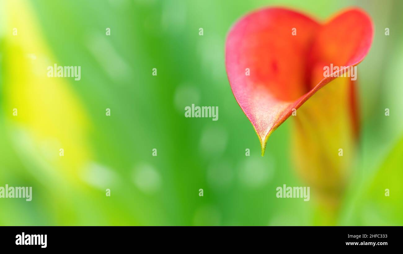 Orange calla flower on a green background macro photography. Unusual calla lily inflorescence close-up with copy space. Environmental protection conce Stock Photo