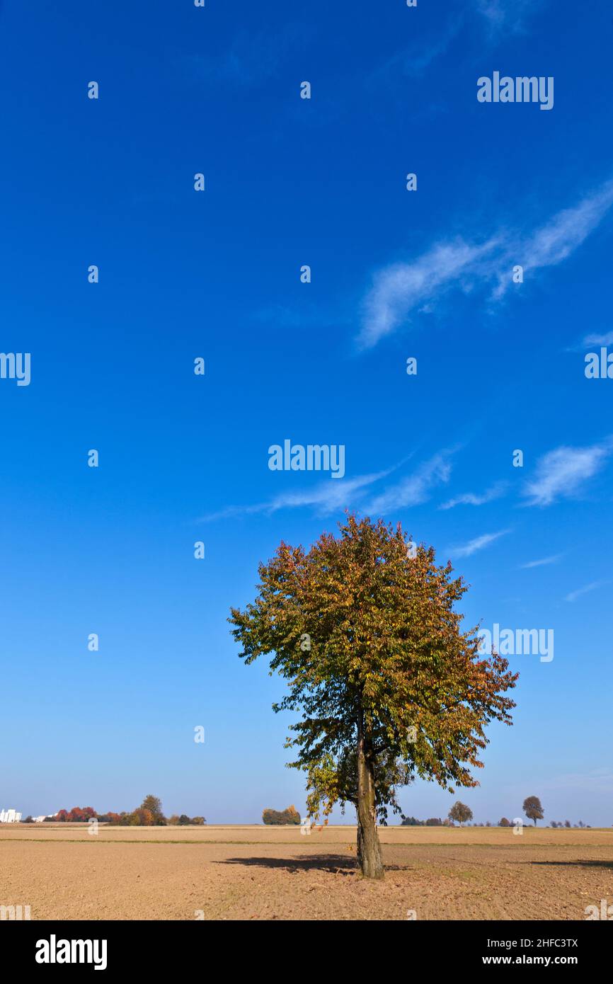 beautiful tree in autumn in ploughed acre Stock Photo - Alamy
