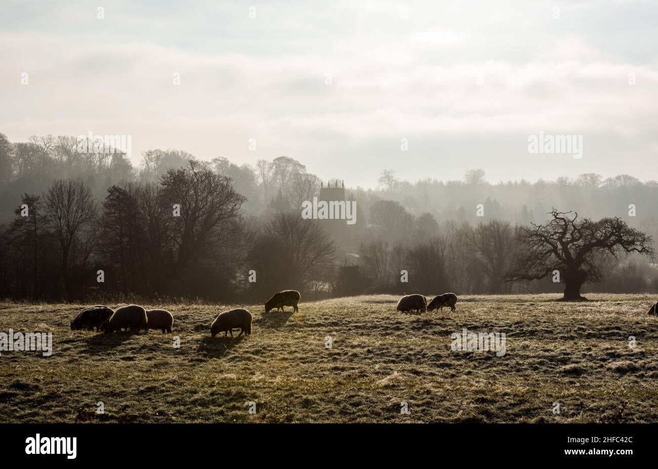 Woolsthorpe, Vale of Belvoir, UK. 15th Jan 2022. The Church of St James in the fog at Woolsthorpe in the Vale of Belvoir. Neil Squires/Alamy Live News Stock Photo