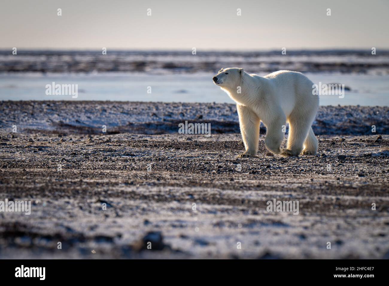 Polar bear crosses rocky tundra in sunshine Stock Photo Alamy
