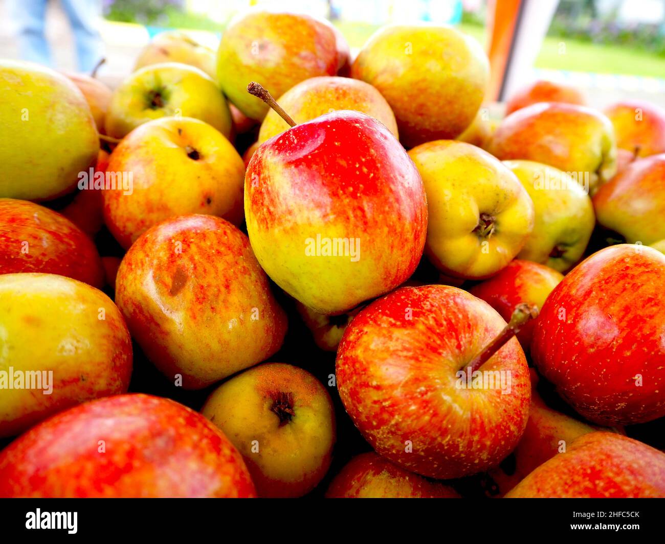 Fresh apples from the it's tree Stock Photo Alamy