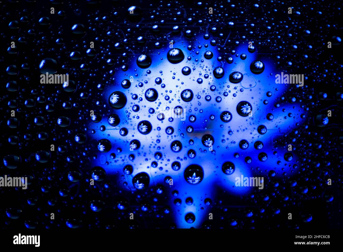 Blue flower with water drops. Blurred background. Stock Photo