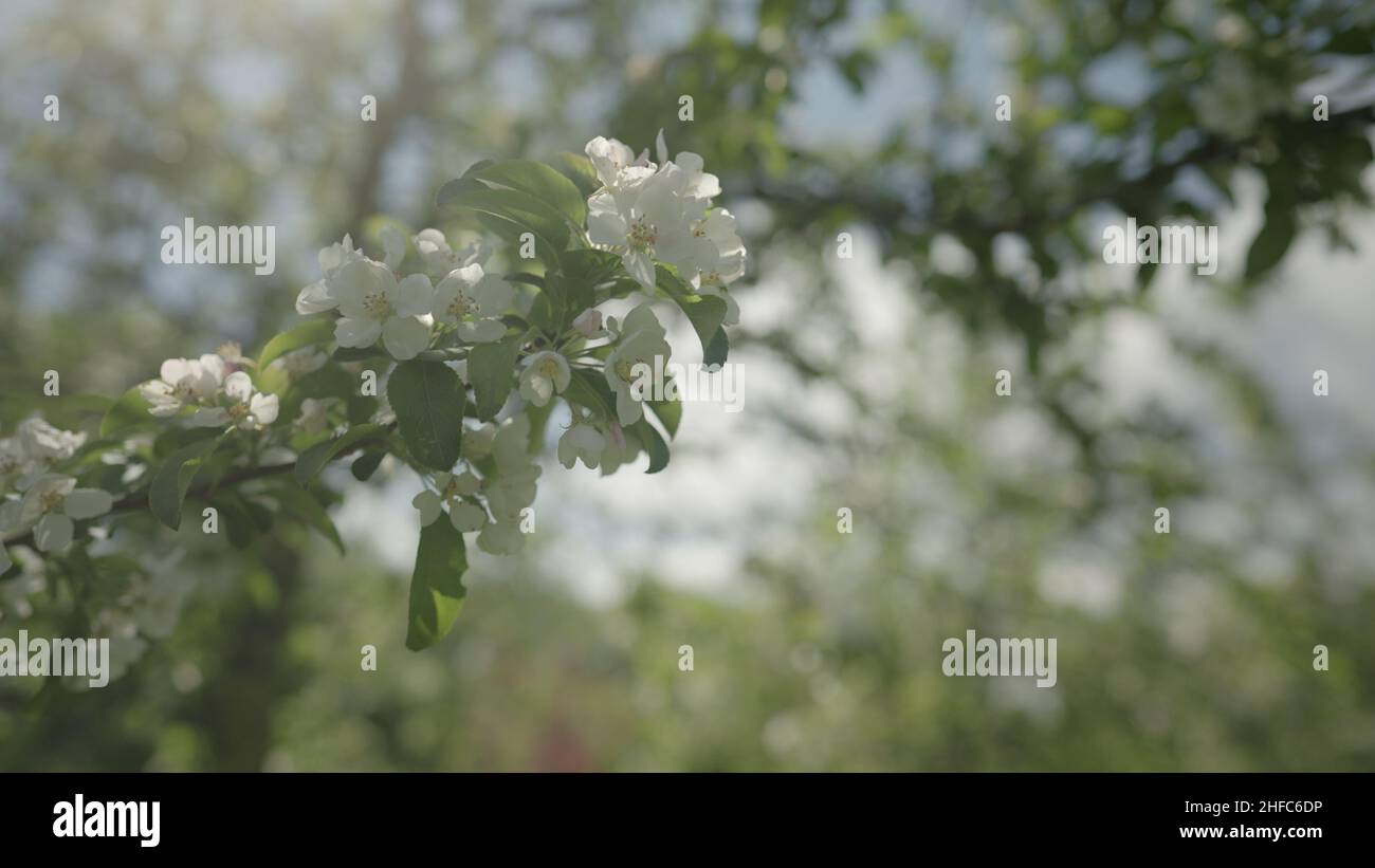 Slow motion gimbal shot of white apple tree blossom in late sprink or early summer, 120fps Stock Photo