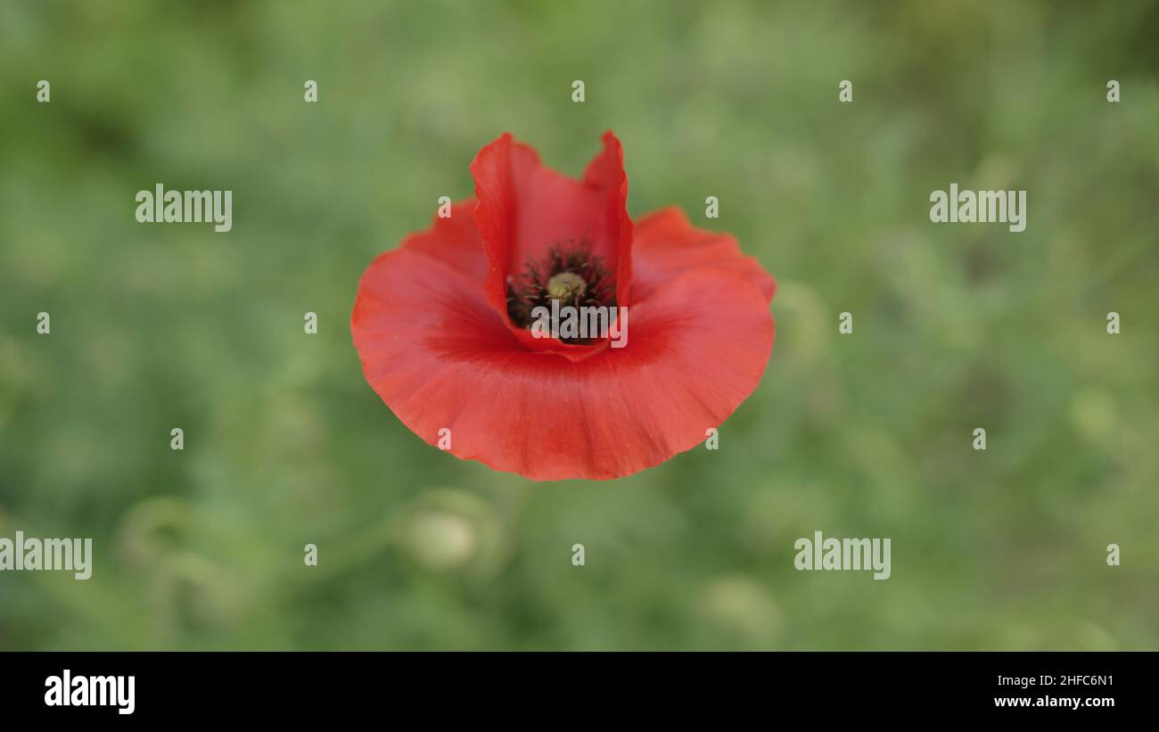 red poppy flower close up, wide photo Stock Photo