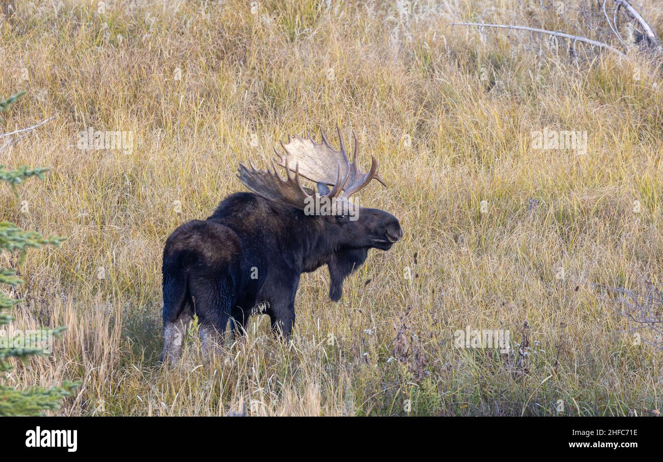 Bull Shiras Moose During the Fall Rut in Wyoming Stock Photo - Alamy