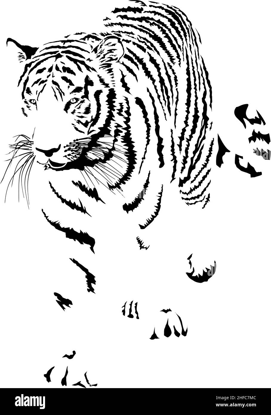 Tiger, Latin Panthera tigris tigris Stock Vector