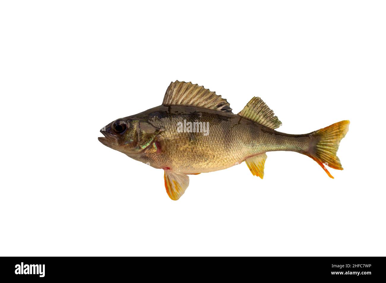 Fish Fins Types, Modification And Functions Biology