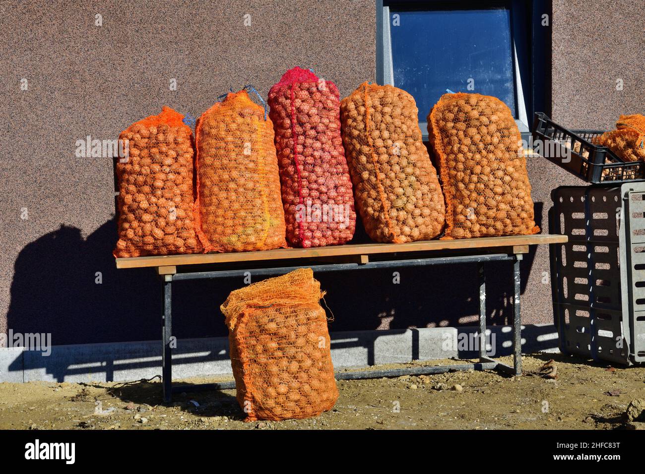 Fallen walnuts in autumn are harvested and dried for the winter eating Stock Photo