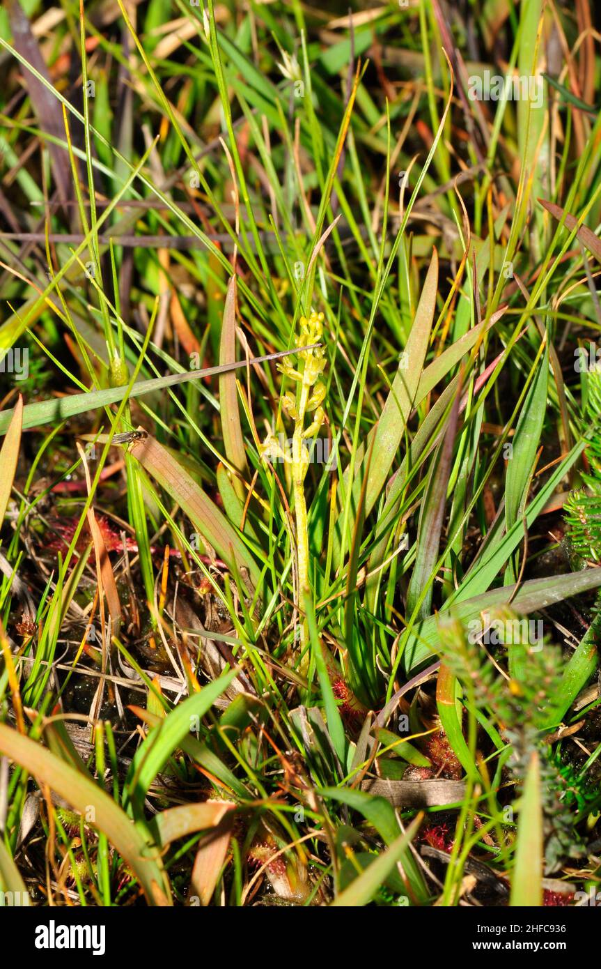 Bog Orchid,'Hammarbya paludosa' difficult to see but found in peat bog with flowing water,not fully open,flowers July to September,New Forest Hampshir Stock Photo