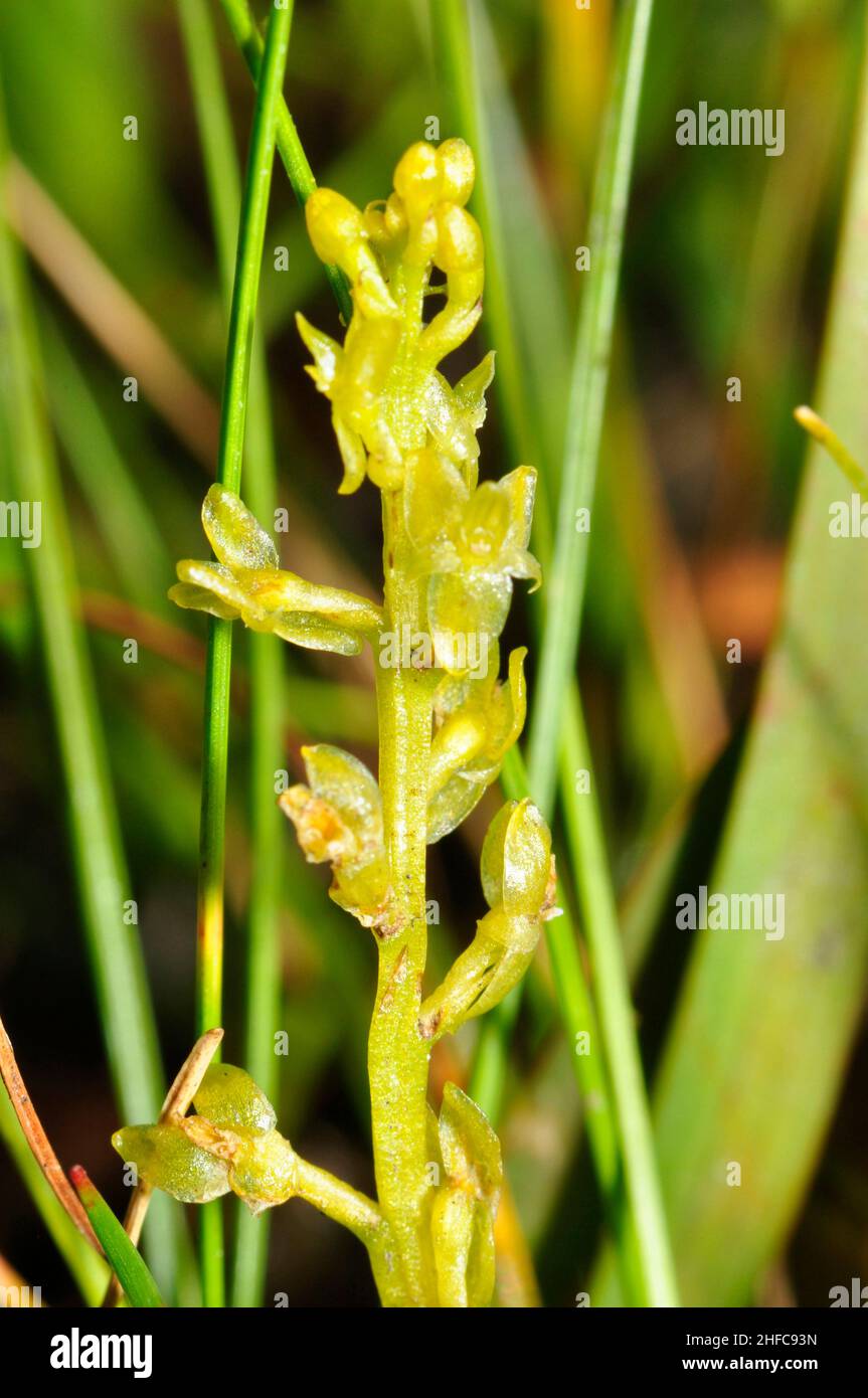 Bog Orchid,'Hammarbya paludosa' found in peat bog with flowing water,not fully open,flowers July to September,New Forest Hampshire,UK Stock Photo