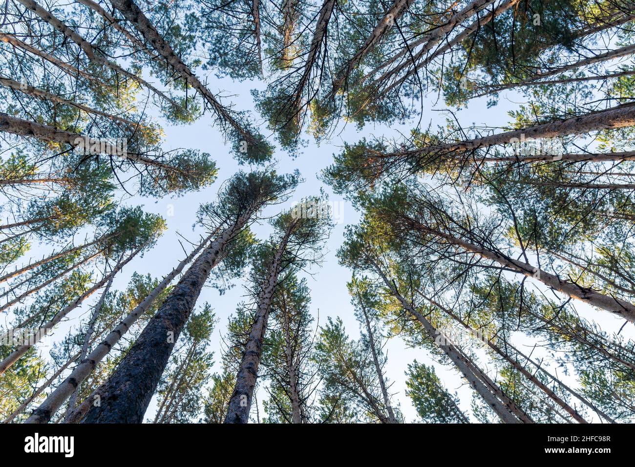 Pine tree leaves view hi-res stock photography and images - Alamy
