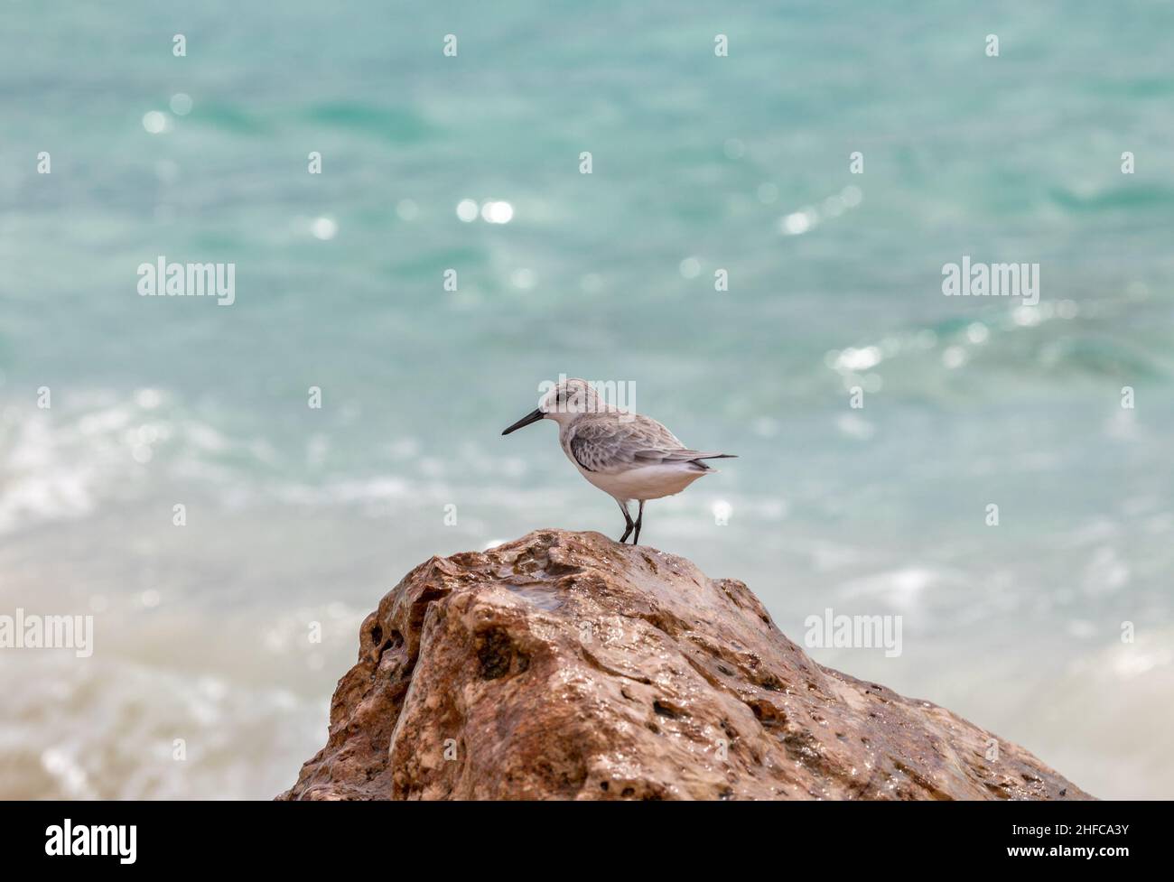 Shorebird enjoying the sun reflecting on the beautiful turquois waters in Aruba Stock Photo