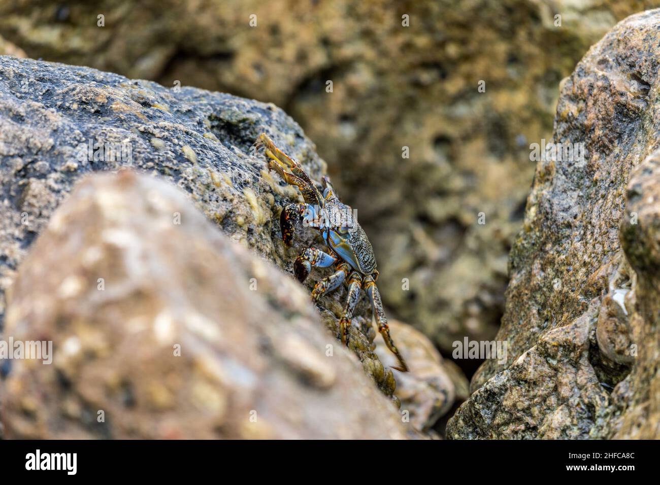 Sea-crabs walk along the rock jetties in Aruba Stock Photo