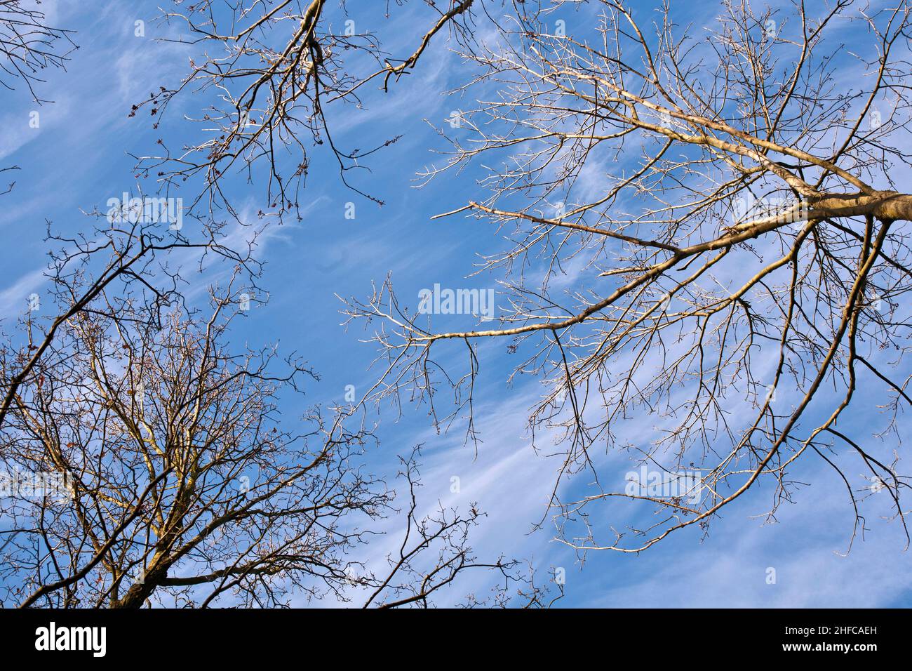 crown of trees in forest with blue sky Stock Photo - Alamy