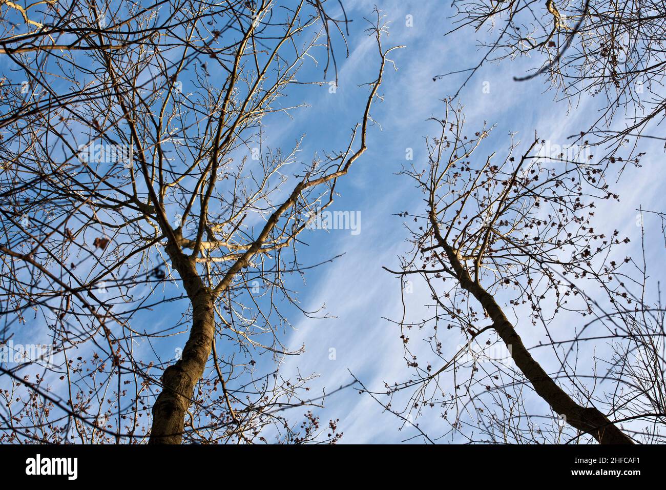 crown of trees in forest with blue sky Stock Photo - Alamy