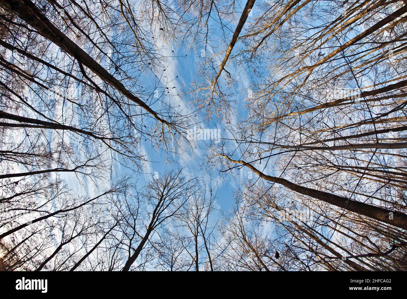 crown of trees in forest with blue sky Stock Photo - Alamy