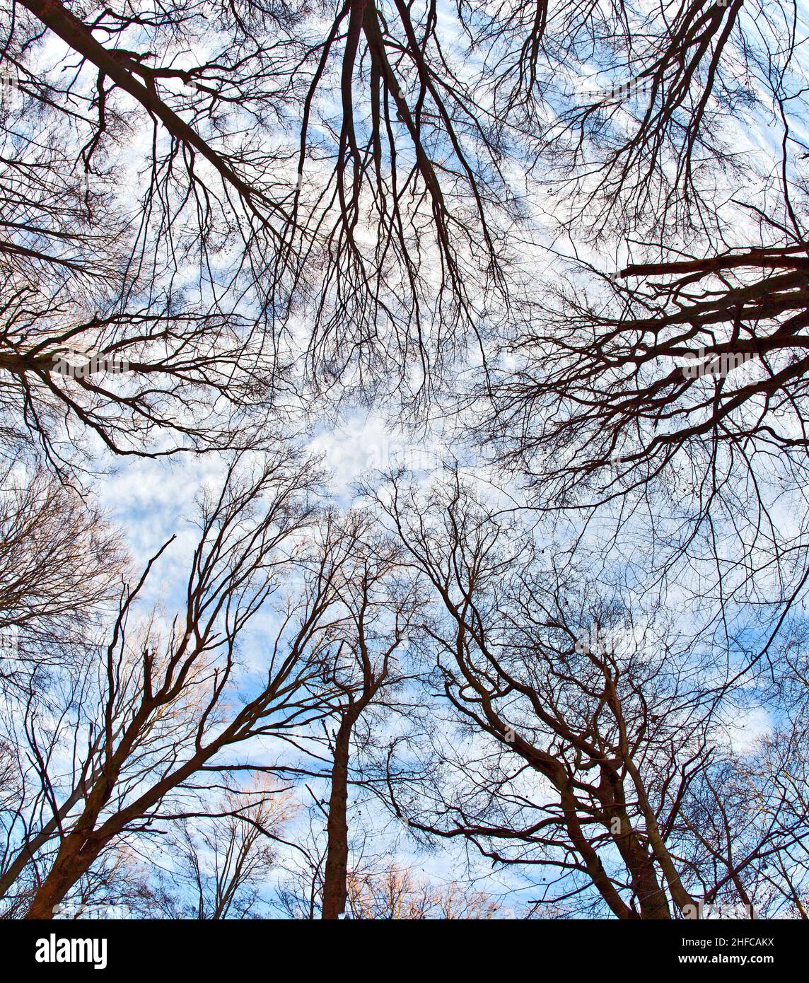 crown of trees in forest with blue sky Stock Photo - Alamy