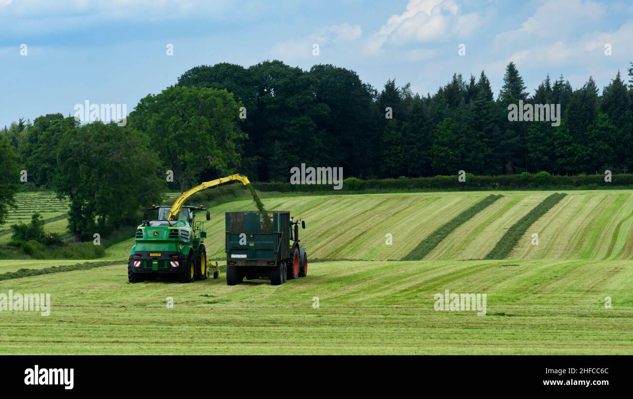 1 tractor haymaking, working in scenic farm field, driving with John Deere forage harvester filling trailer (cut grass silage) - Yorkshire England UK. Stock Photo