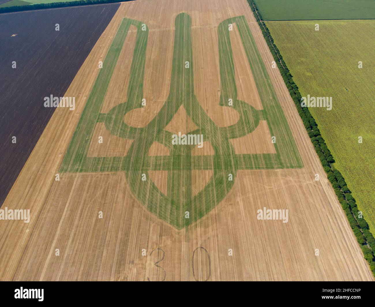 Coat of arms of Ukraine on a wheat field. Trident. Will. The symbol of Ukraine in the Guinness Book of Records. 22,08,2021 Stock Photo
