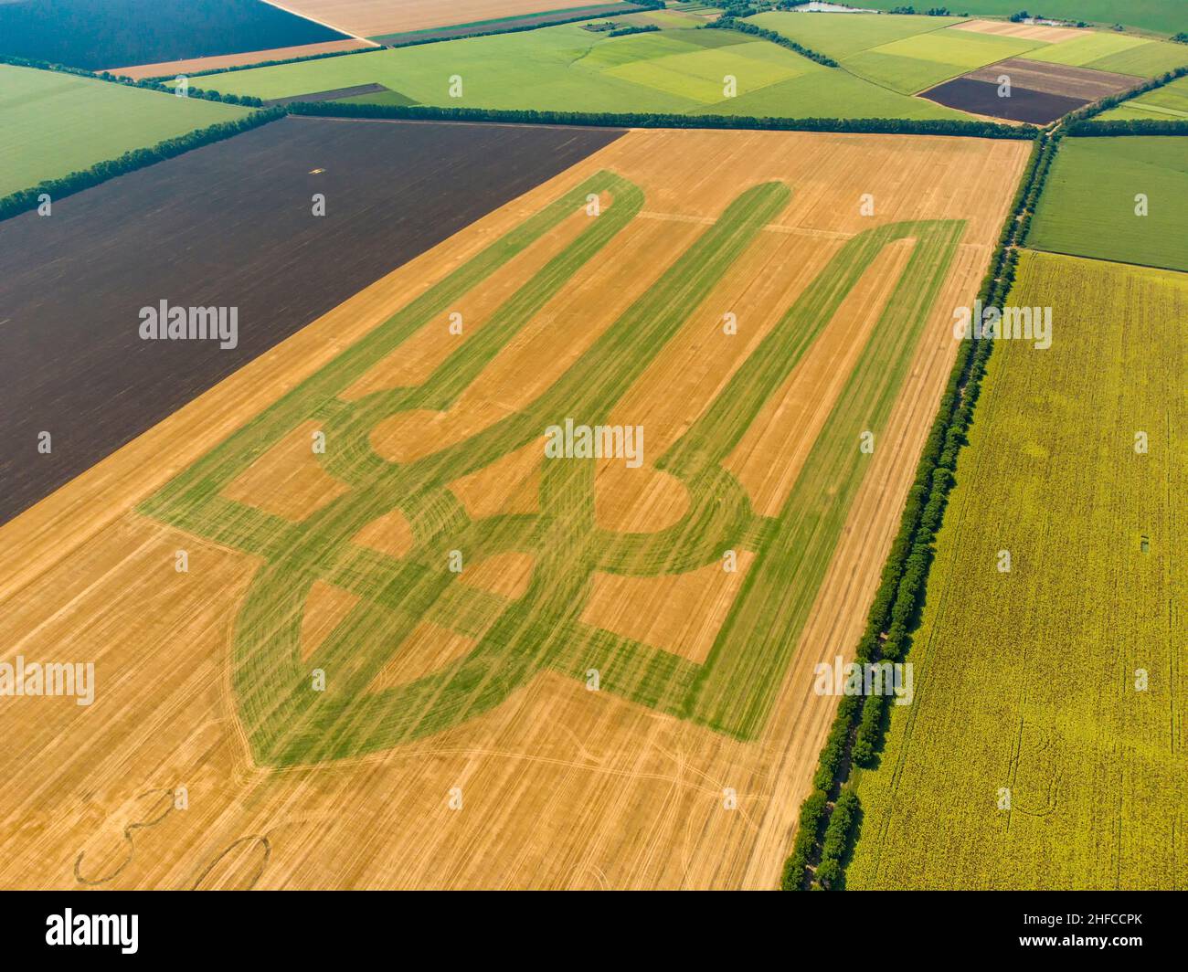 Coat of arms of Ukraine on a wheat field. Trident. Will. The symbol of Ukraine in the Guinness Book of Records. 22,08,2021 Stock Photo